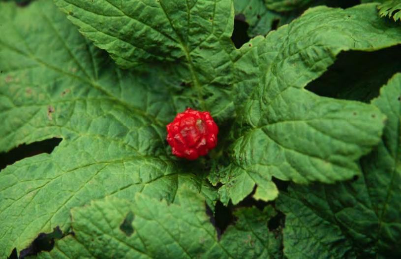 Other forest botanicals in trade followed a similar trend Goldenseal was a