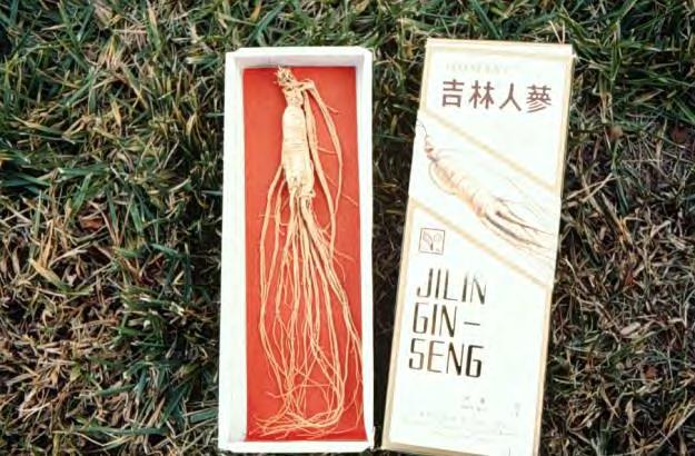 Soon thereafter European merchants hired Native Americans and colonists to gather ginseng The trade to China