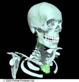 tissue Periosteum Skull Bones of the face limited