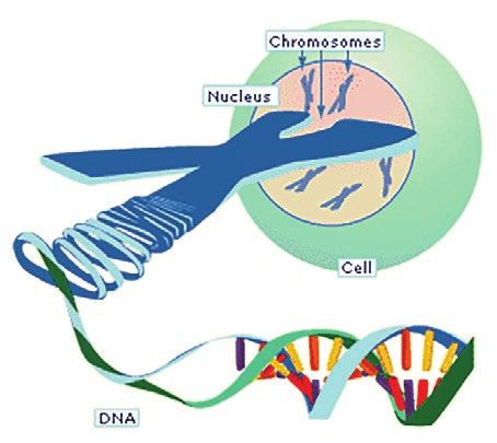 A Background in Genetics Cells are the basic building blocks of all living organisms. Our body is composed of trillions of cells.