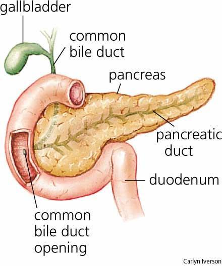 Pancreas Function secretes bicarbonate (a base) secretes digestive enzymes Bicarbonate neutralizes the