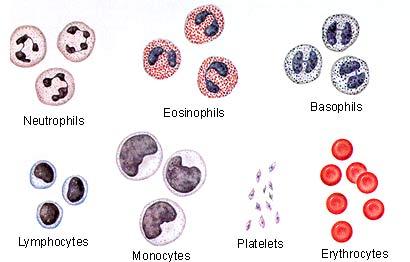 HEMATOLOGY ~ ERYTHROCYTES HEMATOLOGY ~ the study of blood and its cellular elements: Erythrocytes (a.k.a., red blood cells), Leukocytes (a.k.a., white blood cells), and Platelets.