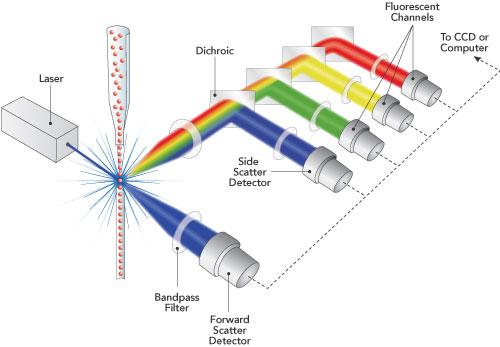 Flow Cytometry Instruments can count 50,000 cells/sec When a particle passes through the detector it scatters light.