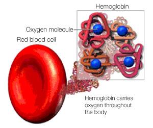 I. Tests A. Red Blood Cell Count (RBC). Reference Range: 4.5-5.7 x 10 6 cells/µl (male)* 3.9-5 x 10 6 cells/µl (female)* B.