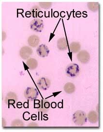 They typically persist in circulation for ~ 2 days before fully maturing into erythrocytes.