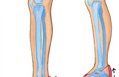 YOUR PHYSICAL PRESENTATION Care of Feet The Human Foot 26 bones 20 muscles 114 ligaments Shoes Avoid high heels. Wear flat, cushioned shoes. Daily Foot Care Exercise and massage.