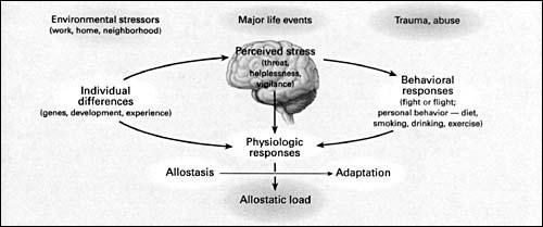 vulnerability to illness Personality and health models CH7 Physiology of Stress: Allostatic Load Allostasis Body s physiological systems fluctuate to meet stressful