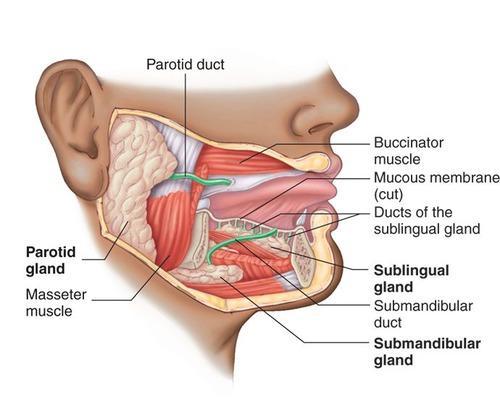 glossopharyngeal nerve to the lesser petrosal nerve & there ganglia (otic ganglia), it is parasympathetic ganglia, it is below the foramen ovale.