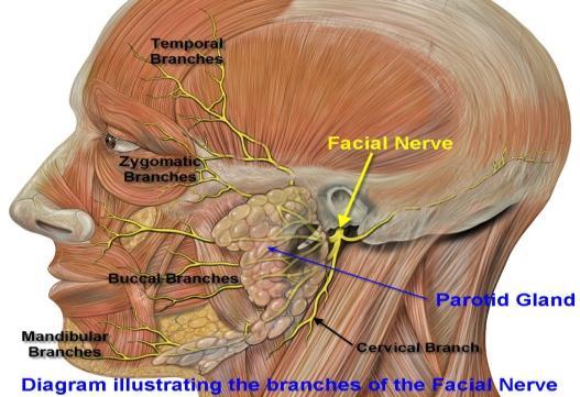 for the passage of nasopalatine nerve) Glossopharyngeal nerve also supply the soft palate.