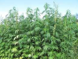 2014 Federal Farm Bill Removed hemp grown for research purposes from the