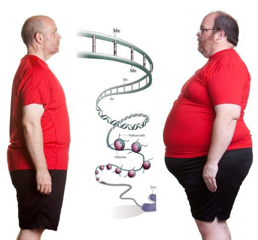 Contemporary View of Obesity Recent research indicates that genetic, physiological, and behavioral factors also play a significant role in the etiology of obesity.