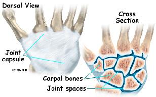At the same time, the wrist must provide the strength for heavy gripping. The wrist is made of eight separate small bones, called the carpal bones.