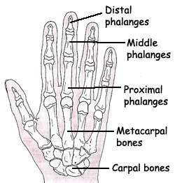 In this lecture we will talk about the bones of the hand, and the muscles and contents of the forearm. *The hand bones are: - Carpal bones. -Metacarpals. -Phalanges.