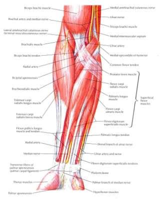 Muscles of the intermediate layer: Consists of 1 muscle: Flexor digitorum superficialis.
