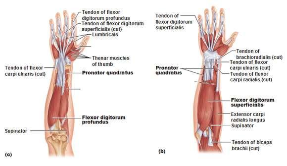 Muscles of the deep layer: Muscle Origin Insertion Action Nerve supply Flexor digitorum profundus Flexor pollicis longus Pronator quadratus Ulna and interosseous membrane Radius and interosseous