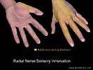 Wrist Clarification of Terms Palmar is synonymous with anterior aspect of the wrist and