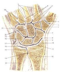 refers to the posterior aspect of the wrist and hand Mansfield, p123 Clarification of