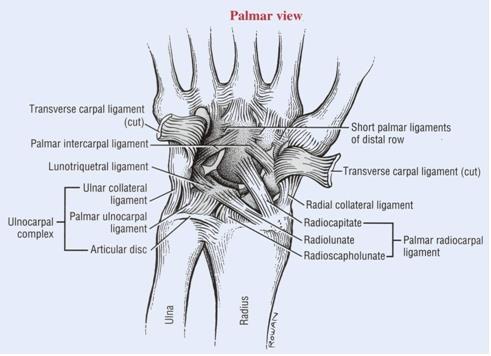 Extrinsic ligaments The palmar radiocarpal ligaments become maximally taut at full wrist extension.