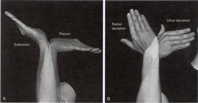 Kinematics of wrist motion The osteokinematics of the wrist are defined