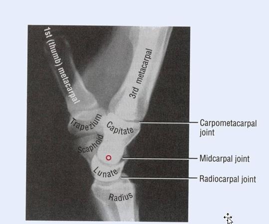 Wrist extension and flexion Radiocarpal joint is represented by the articulation between the