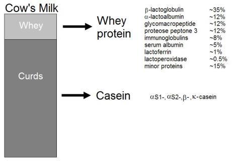 Immune Mechanisms tein digestion Antigen processing Some Ag enters blood How does cow milk allergy occur?