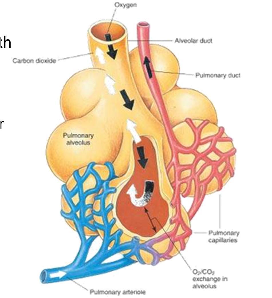 Anatomy of Lung Function Oxygen-rich air is delivered to alveoli with inspiration. Oxygen diffuses into the blood.