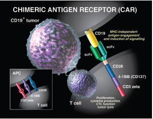 CD19 specific CAR-T cells N = 14; median cell dose = 7.