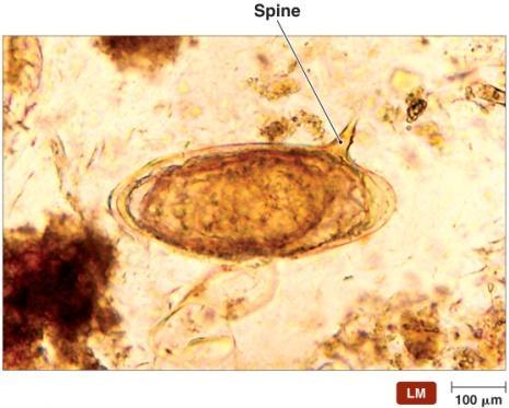 Blood Flukes: Schistosoma Cercariae burrow through the skin of humans who contact contaminated water Larvae mature and mate in the circulatory system Eggs move to the lumen of the intestines or of