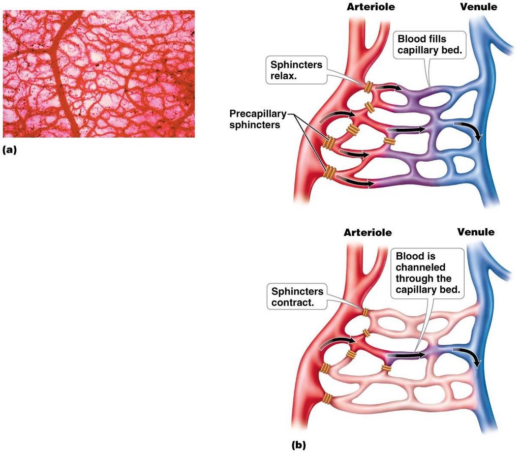 Figure 12.4 (a) A capillary bed is a network of capillaries.