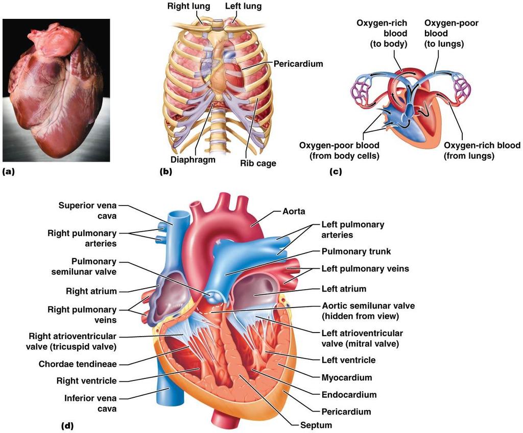 Figure 12.7 The human heart.
