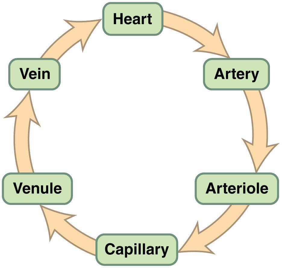 Blood Vessels Blood passes through the following loop of vessels moving away from the heart