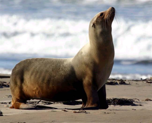 Otariidae: Sea lions and fur seals: 16