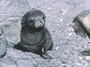 Pinniped families: Otariidae: Sea lions and fur seals