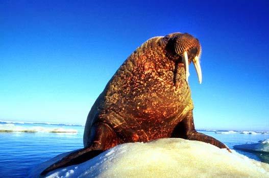 Pinniped families: Odobenidae: Walrus: One