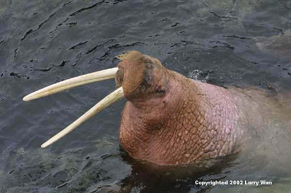 Pinniped families: Odobenidae: Walrus (continued): Extreme development of