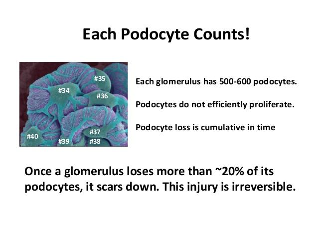 2% Tryggvason 2011 1,200,000,000 glomeruli 120 podocytes/glomerulus 200,000,000 of