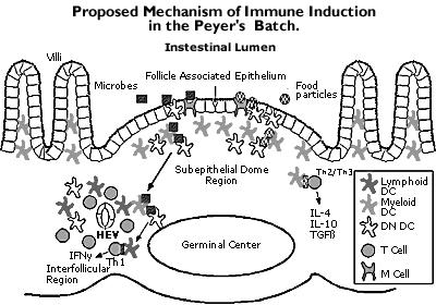 Immune regulation in the