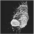 (Specific ) Cells Macrophage