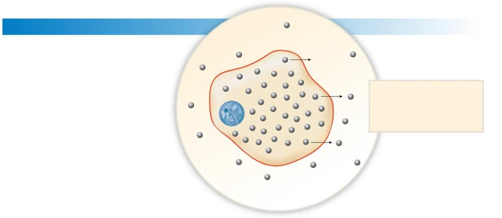 Figure 2.4 Membrane Permeability: Active and Passive Processes (1 of 6) Diffusion is the movement of molecules from an area of higher concentration to an area of lower concentration.