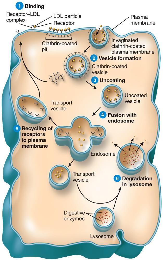 Receptor- Mediated Endocytosis Copyright