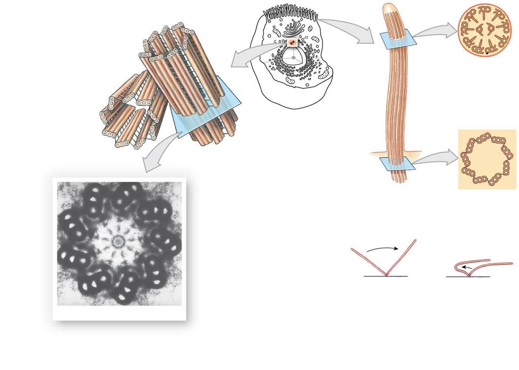 Figure 2.6 Centrioles and Cilia a A centriole consists of nine microtubule triplets (9 + 0 array). The centrosome contains a pair of centrioles oriented at right angles to one another.