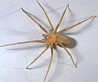 Avoid walking through high grass and weeds. Chiggers climb these plants for the purpose of grabbing onto hosts.