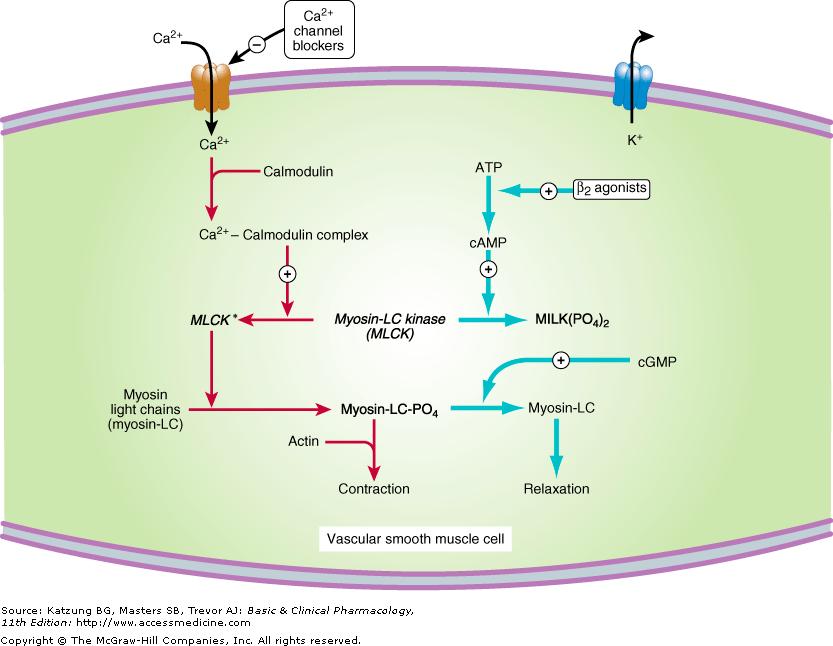 Control of vascular smooth muscle