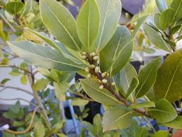bay leaf VK- P+ Open your channels Add to soups or spice water Carminative Expectorant Stimulant