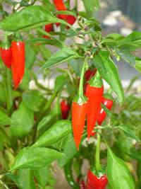 Cayenne VK- P+, rajasic Strong stimulant and expeller of internal cold Food for agni Destroyer of Ama Can aggravate inflammatory