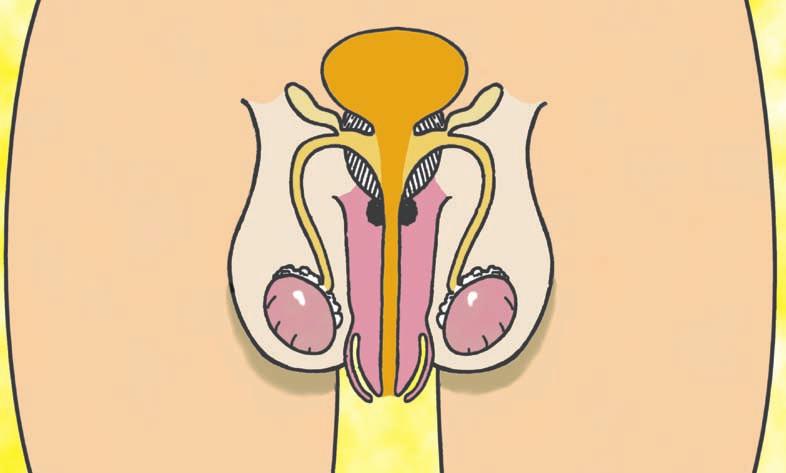 sperm duct testes scrotum carries sperm or urine to outside the body.