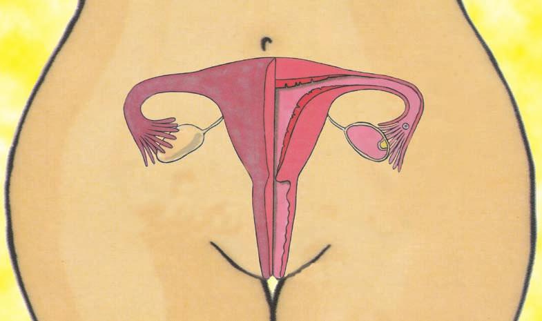 The egg travels along these tubes. Also called oviducts. gland on either side of uterus, which contains eggs and produce female hormones. also called womb.