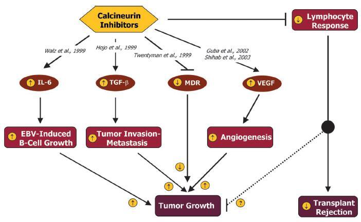 CNIs Pro-Cancer Pathways
