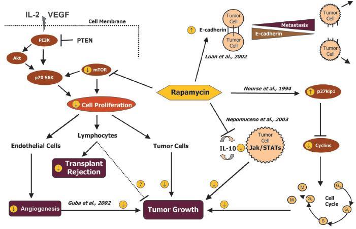 mtor-is: Anti-Cancer Pathways