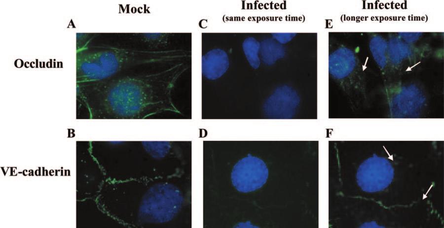 11548 BENTZ ET AL. J. VIROL. FIG. 7. HCMV infection of endothelial cells promoted junctional protein internalization.